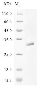 Human GKN1 Protein