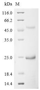 Bovine IGF2R Protein