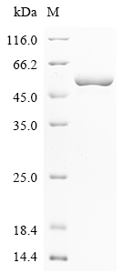 pepT Protein