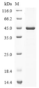 Mouse Jun Protein