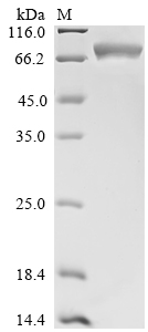 Mouse Hspa8 Protein