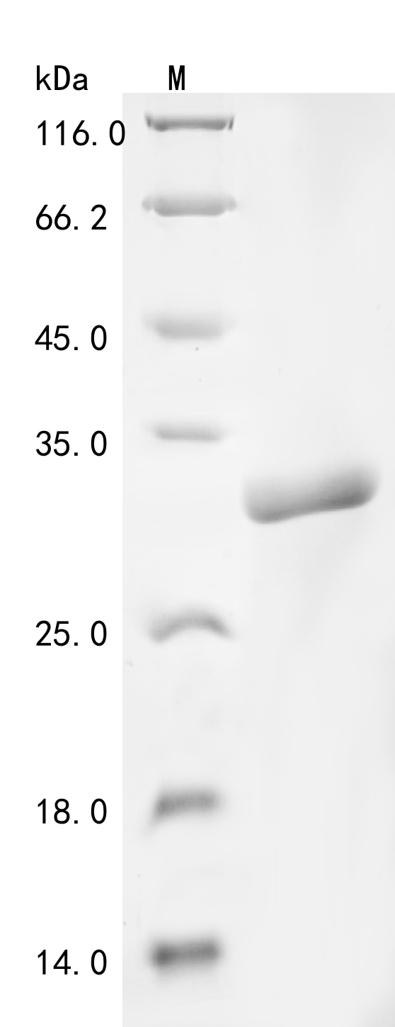 hypA Protein