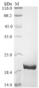 Bovine FGF2 Protein