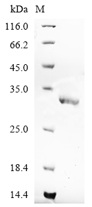 nanE Protein