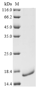 Mouse Ccr2 Protein