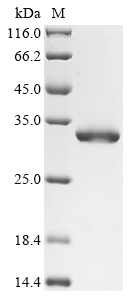 pncA Protein