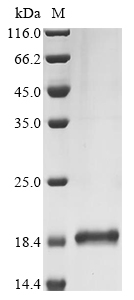 Human GAL Protein