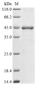 Human ARTN Protein