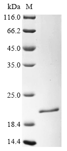 Escherichia coli RNA-binding protein Hfq Protein
