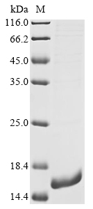 uvsY Protein