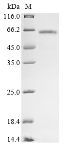 Dog Catalase Protein