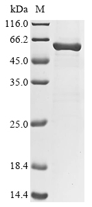 Arabidopsis thaliana Catalase-1 Protein
