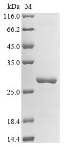 yfcE Protein
