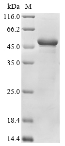 Insect Apis mellifera Alpha-glucosidase Protein