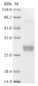 Bovine Interferon alpha-1 Protein