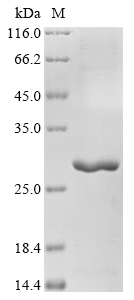 pagC Protein