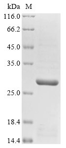 pagC Protein