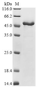 Erwinia amylovora Levansucrase Protein