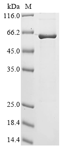 Human ESYT2 Protein