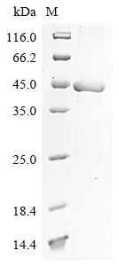 Human parechovirus 2 Genome polyprotein Protein
