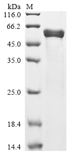 Serratia marcescens Serralysin Protein