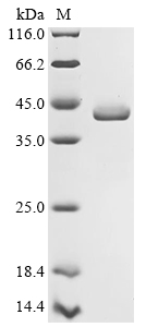 phoQ Protein