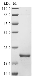 Mouse Pvalb Protein