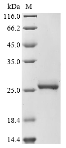 CAM4 Protein