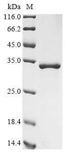 HY5 Protein