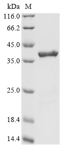 Human LONP1 Protein