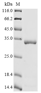 IAH1 Protein