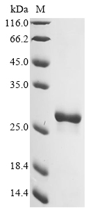 Human HPRT1 Protein