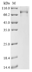 Mouse Prkg1 Protein