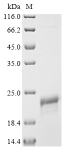 THI2.3 Protein