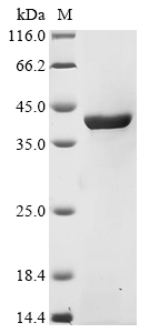 pyrB Protein