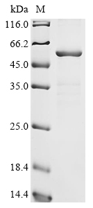 Human OTOF Protein