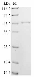 Mouse Vasp Protein