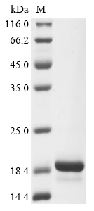 Blomia tropicalis Fatty acid-binding Protein