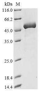 Mouse Ckm Protein