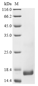 Crotalus atrox Phospholipase A2 Protein
