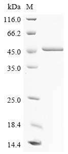 Human OLFML1 Protein