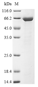 Mouse Ces1 Protein