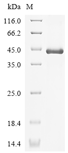 Rat Ccn1 Protein