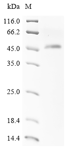 Human NLRP3 Protein