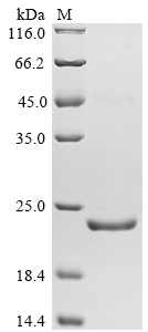 Mouse Bcl2 Protein