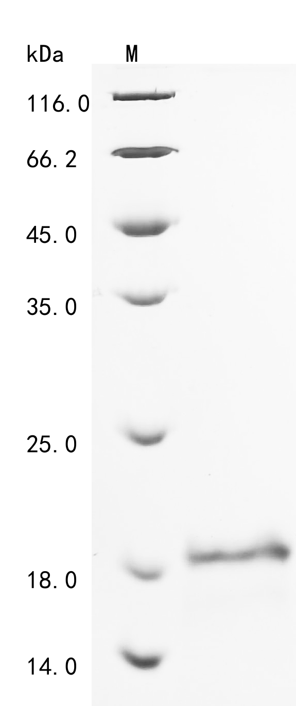 Human LIN28A Protein