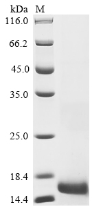 Human BMP15 Protein