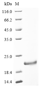bsd Protein