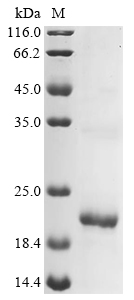 bsd Protein