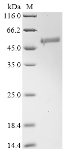 Human SDF4 Protein